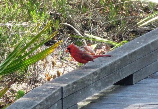 The Naples Preserve