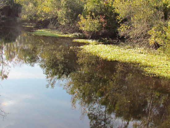 Welaka State Forest