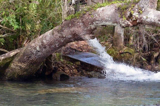Homosassa Springs