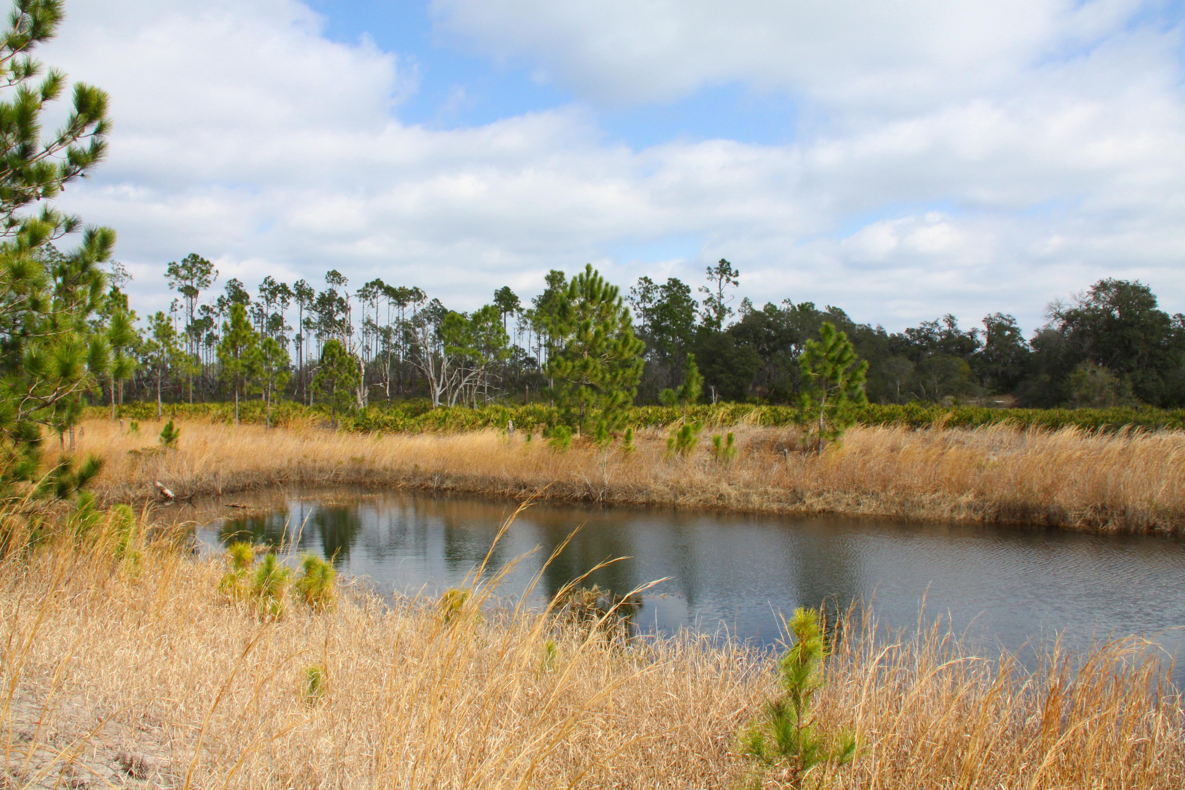 Lake Wales Ridge State Forest