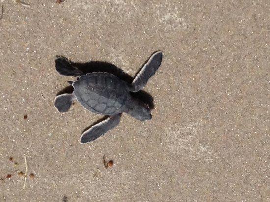 Sea Turtle Preservation Society Turtle Walk