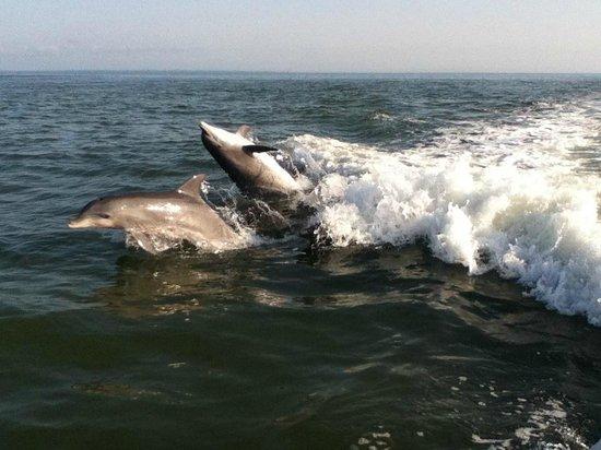 Journeys of St. George Island