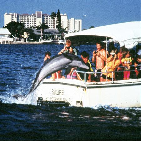 Dolphin Snorkeling Cruise