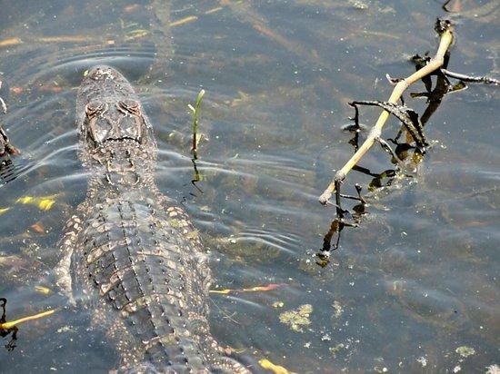 Big Toho Airboat Tours