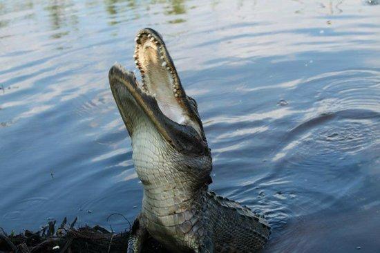 Airboat In Everglades