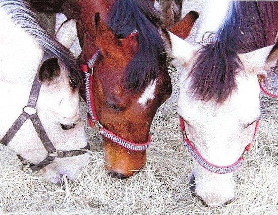 In The Breeze Horse Ranch