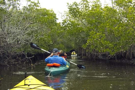 GAEA Guides - Guided Kayak Nature Tours