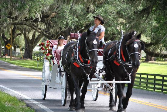 Horse Country Carriage Co & Tours