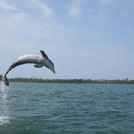 Panama City Beach Dolphin Tours & More