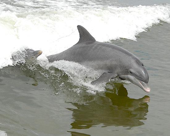The Dolphin Explorer
