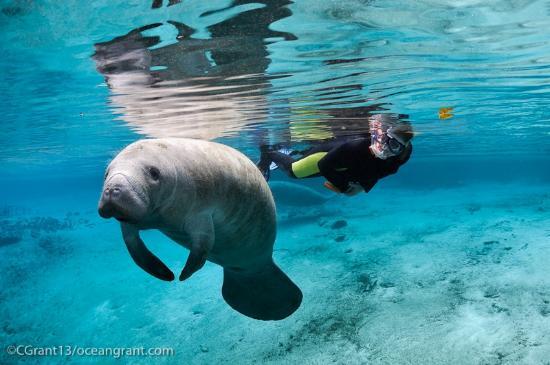 Manatees In Paradise
