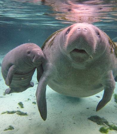 River Ventures Manatee Tour Center