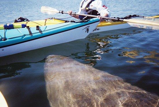 Aardvark's Florida Kayak Company