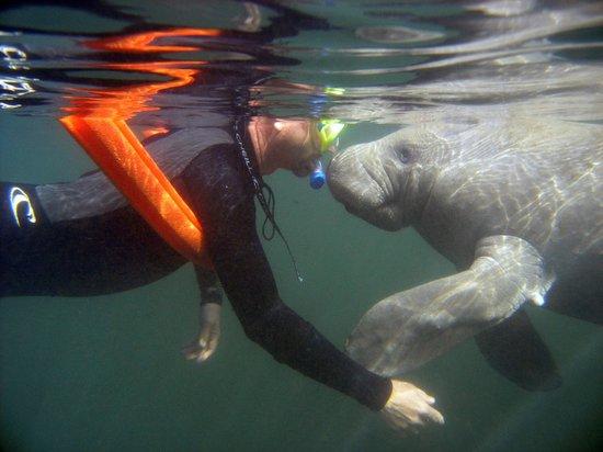 Snorkeling With The Manatees