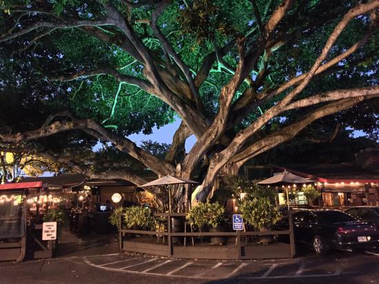 The Field Irish Pub & Eatery