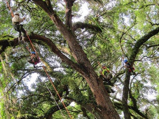 Canopy Climbers