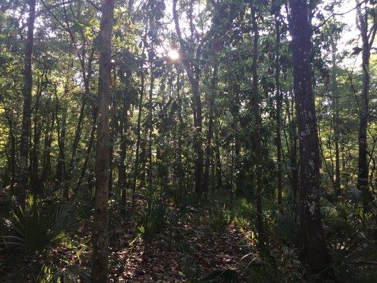 Black Creek Trail