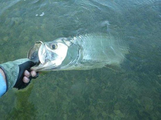 Shallow Water Charters