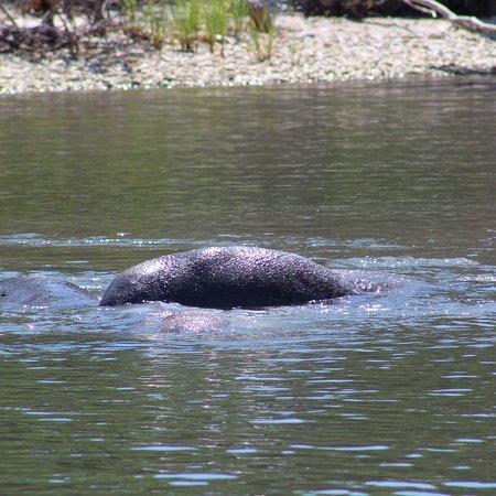 Turtlemound Boat Tours