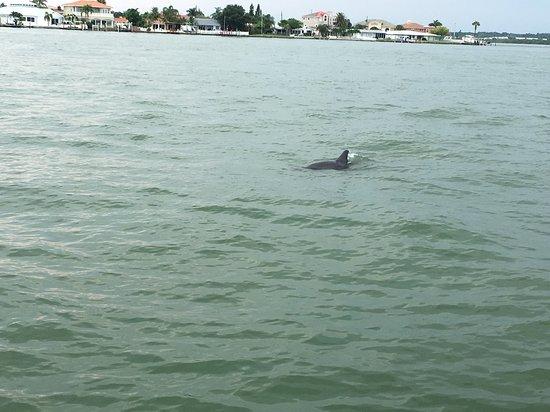 Dolphin Quest