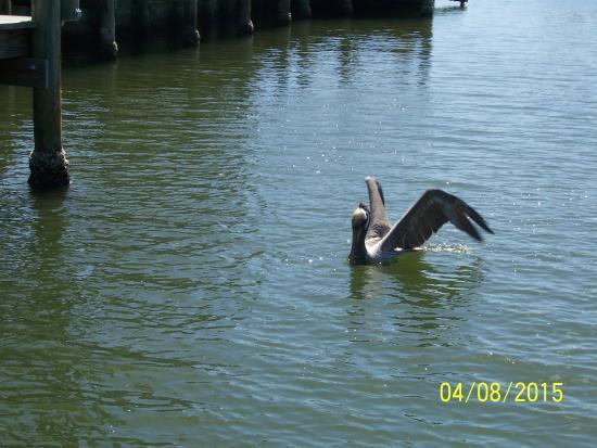 Cocoa Beach Thousand Islands Dolphin & Manatee Tour