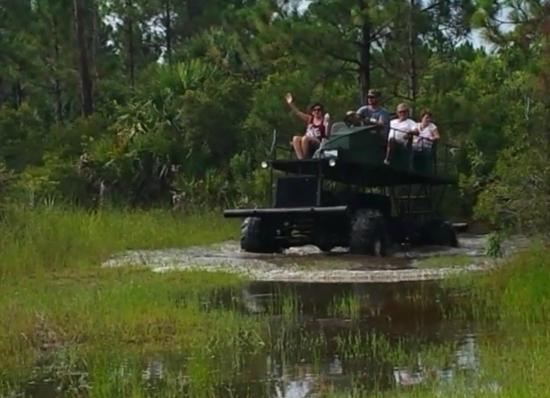 Everglades Swamp Buggy Adventures