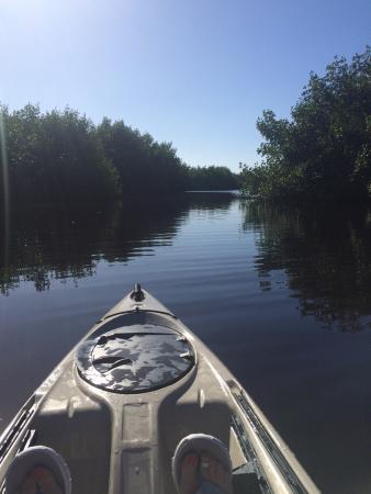 Sawgrass Safaris