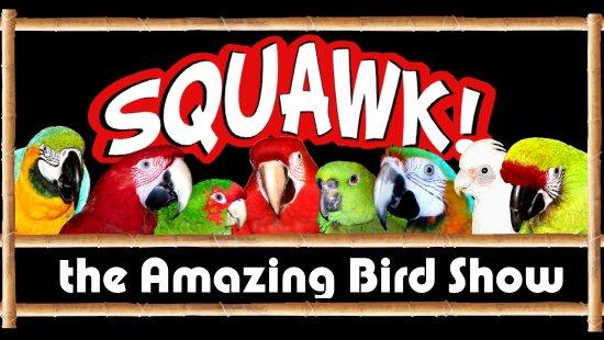 SQUAWK the Amazing Bird Show
