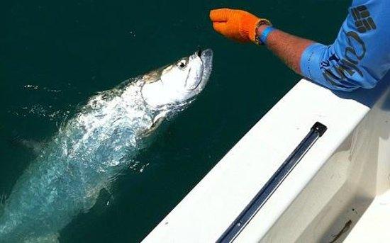 Fintastic Charters