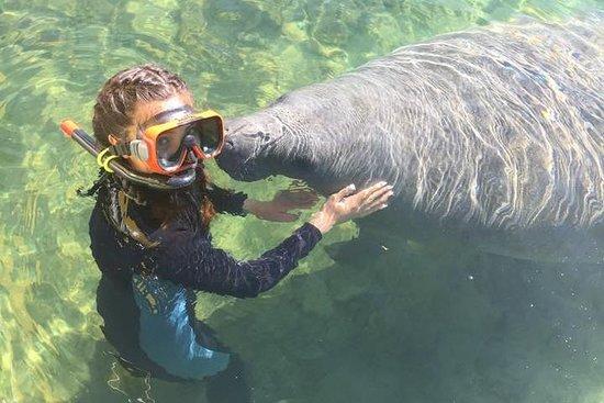Swim With Manatees