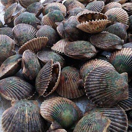 Scallop Adventures