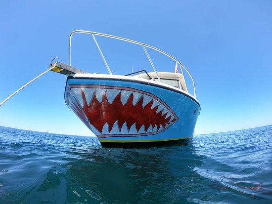 Shark Quest Adventures