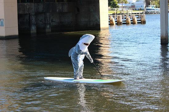 Shark Whisperer SUP Tour