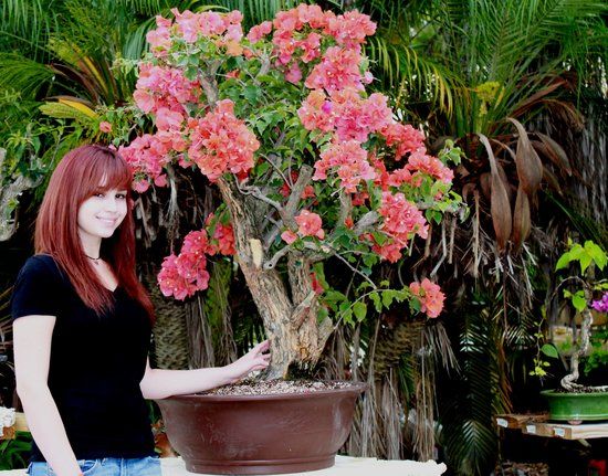 Miami Tropical Bonsai