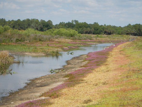 Harn's Marsh