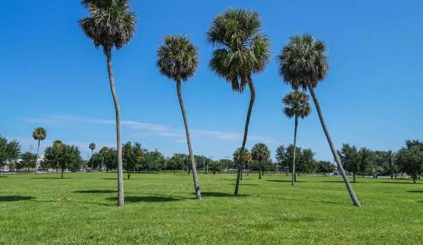 Festival Park