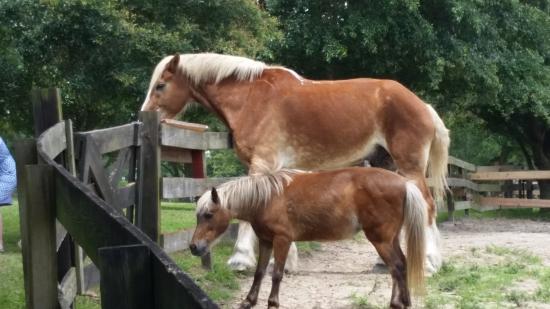 Retirement Home For Horses at Mill Creek Farm