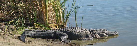 Seven Wetlands