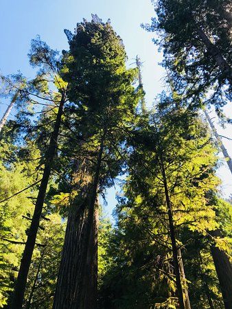 Simpson-Reed Trail
