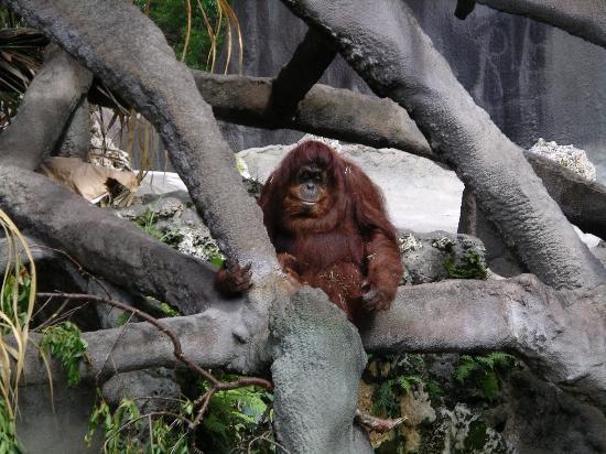 Monkey Jungle