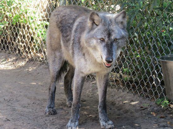 Shy Wolf Sanctuary Experience Center