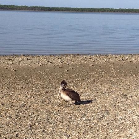 Saint Vincent National Wildlife Refuge