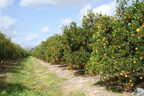 Ridge Island Groves