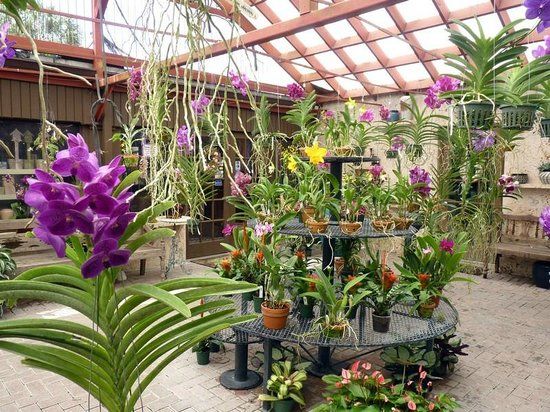 R F Orchids