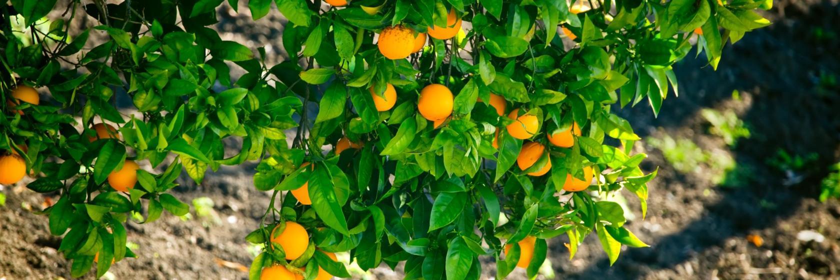Mixon Fruit Farms